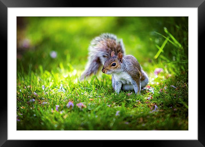 Grey Squirrel Framed Mounted Print by John Ly