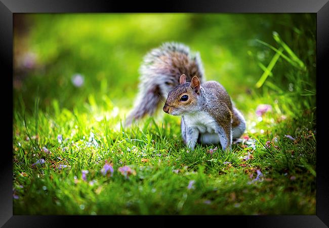Grey Squirrel Framed Print by John Ly