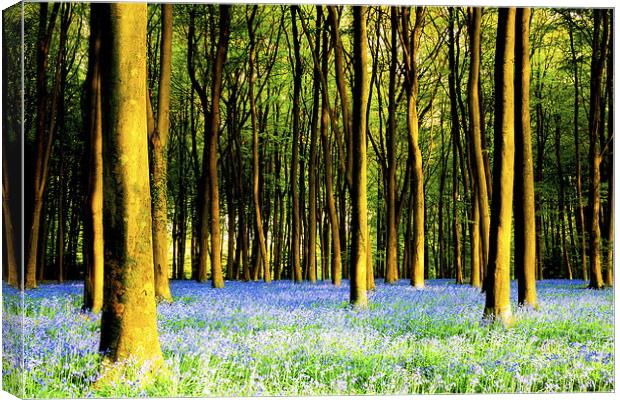 Bluebells at Micheldever Canvas Print by Oxon Images