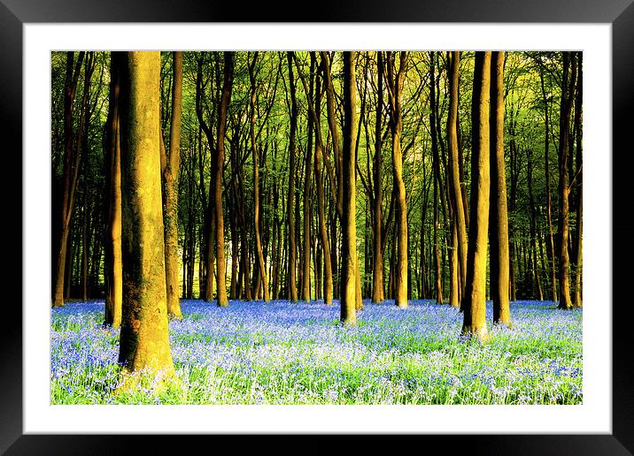 Bluebells at Micheldever Framed Mounted Print by Oxon Images
