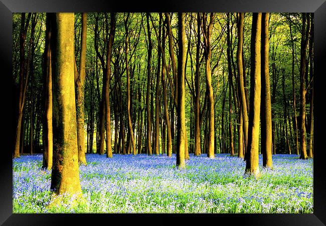 Bluebells at Micheldever Framed Print by Oxon Images