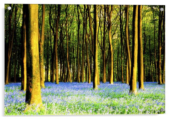 Bluebells at Micheldever Acrylic by Oxon Images