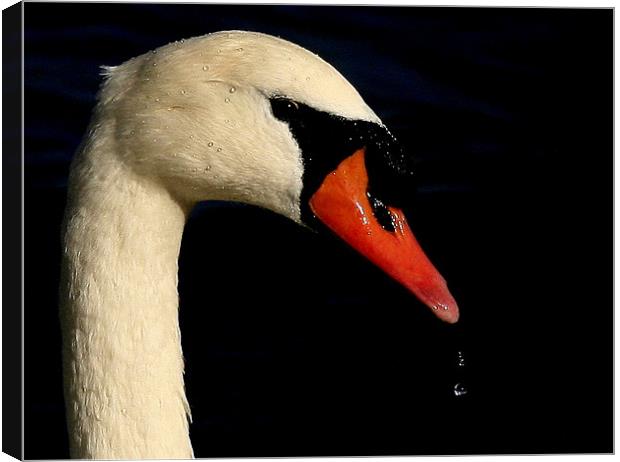 Portrait Of The Mute Swan Canvas Print by Trevor White