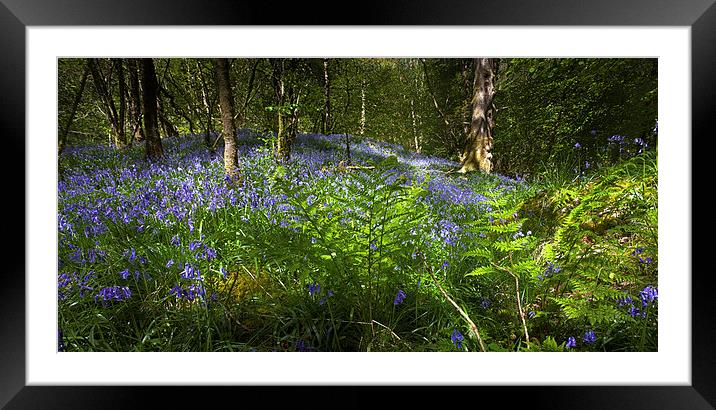  Bluebell woods Framed Mounted Print by Leighton Collins