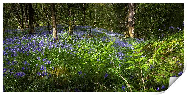  Bluebell woods Print by Leighton Collins