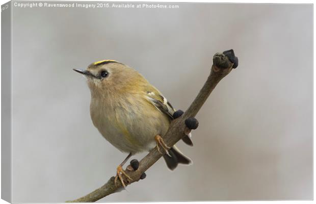  Gold Crest Canvas Print by Ravenswood Imagery