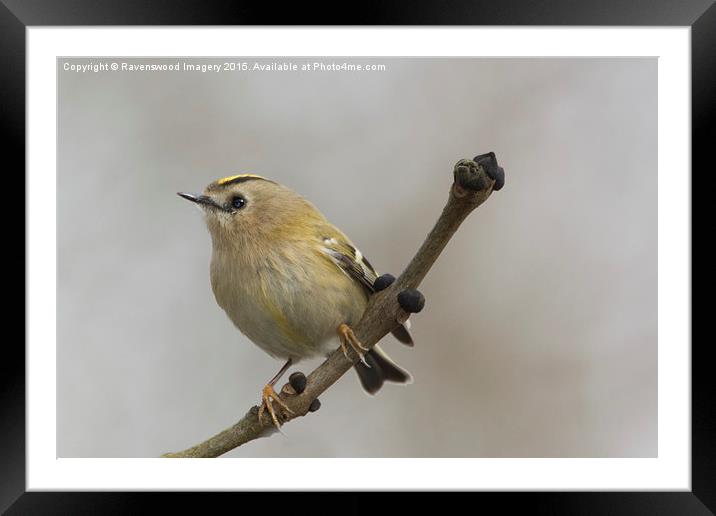  Gold Crest Framed Mounted Print by Ravenswood Imagery