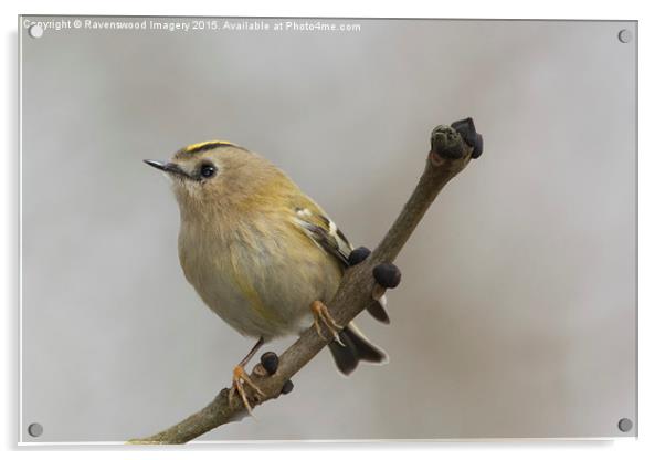  Gold Crest Acrylic by Ravenswood Imagery