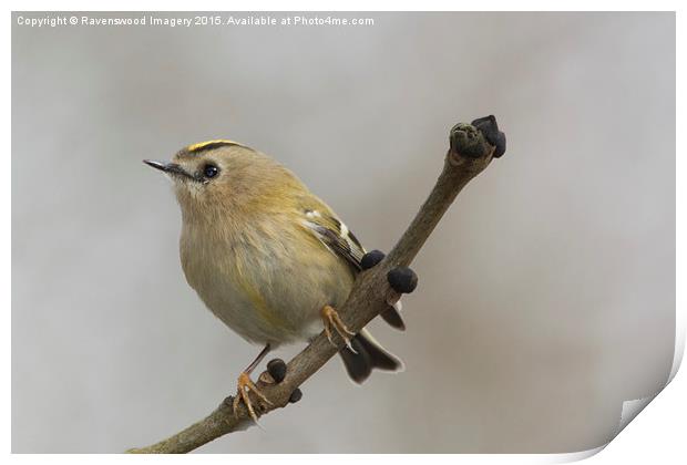  Gold Crest Print by Ravenswood Imagery