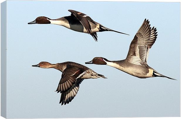 Flight Of The Pintail Canvas Print by Trevor White