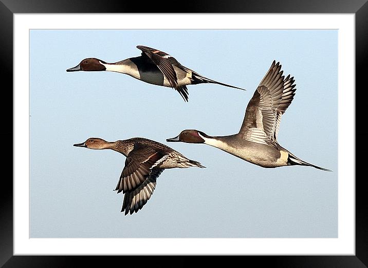 Flight Of The Pintail Framed Mounted Print by Trevor White