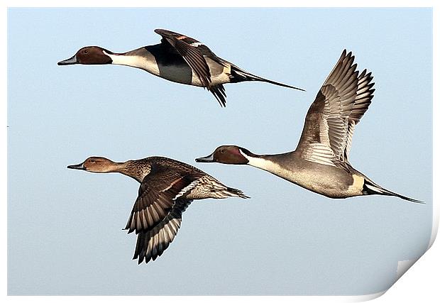 Flight Of The Pintail Print by Trevor White