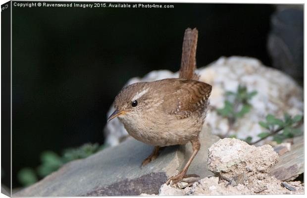  Jenny Wren Canvas Print by Ravenswood Imagery