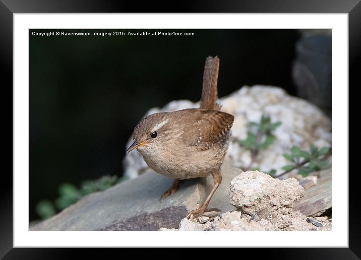  Jenny Wren Framed Mounted Print by Ravenswood Imagery