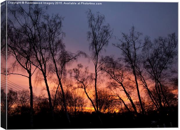  Silver Birch Sunrise  Canvas Print by Ravenswood Imagery