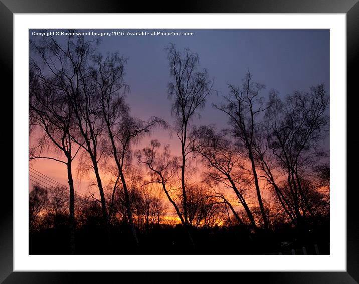  Silver Birch Sunrise  Framed Mounted Print by Ravenswood Imagery