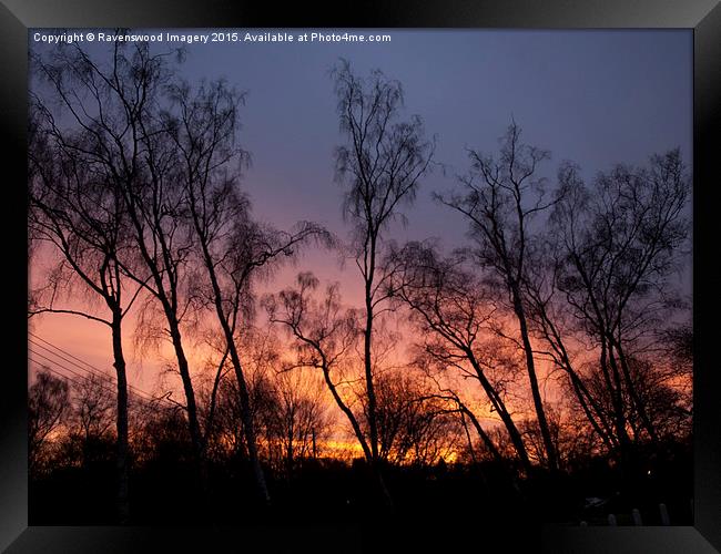  Silver Birch Sunrise  Framed Print by Ravenswood Imagery