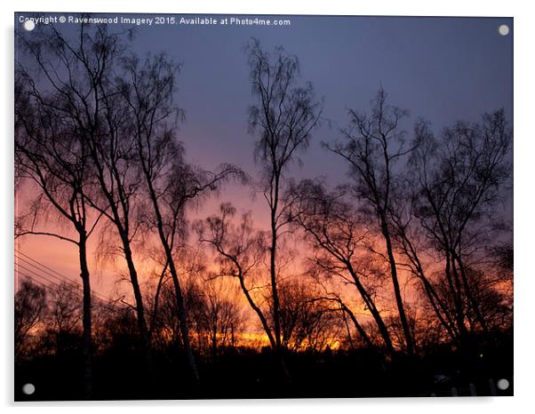  Silver Birch Sunrise  Acrylic by Ravenswood Imagery