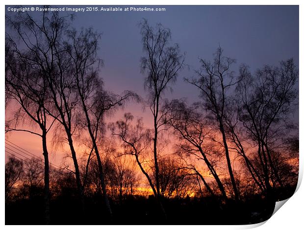  Silver Birch Sunrise  Print by Ravenswood Imagery