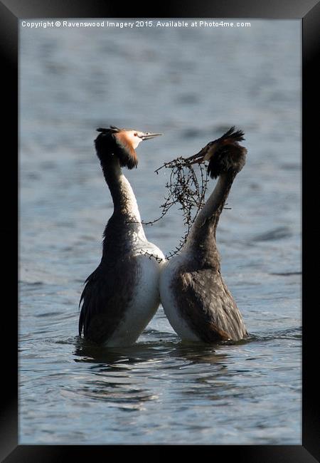  Courting Grebes Framed Print by Ravenswood Imagery
