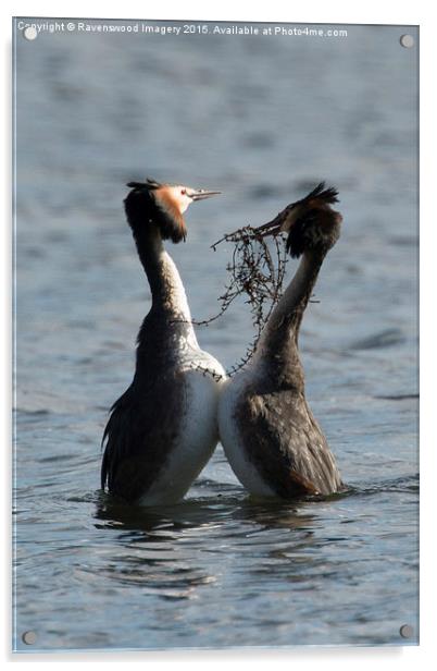  Courting Grebes Acrylic by Ravenswood Imagery