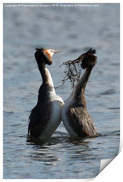  Courting Grebes Print by Ravenswood Imagery