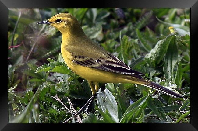 The Yellow Wagtail Framed Print by Trevor White