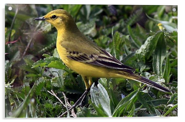 The Yellow Wagtail Acrylic by Trevor White