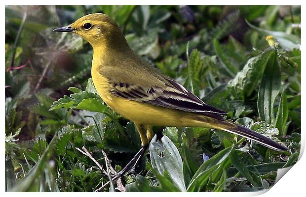 The Yellow Wagtail Print by Trevor White