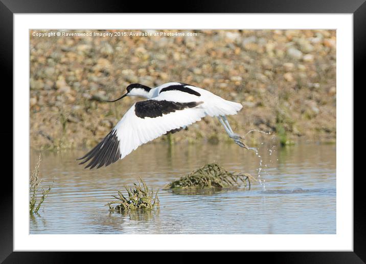  Avocet Take-off Framed Mounted Print by Ravenswood Imagery