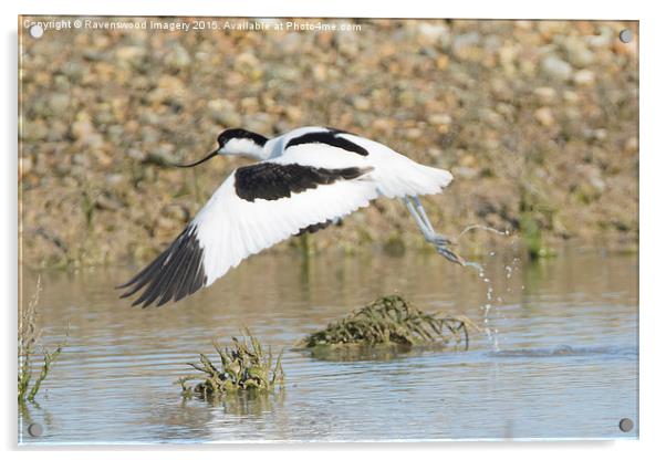  Avocet Take-off Acrylic by Ravenswood Imagery