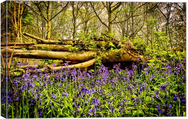 In The Depths of Bluebell Wood, Jubilee woods Canvas Print by Simon Gladwin