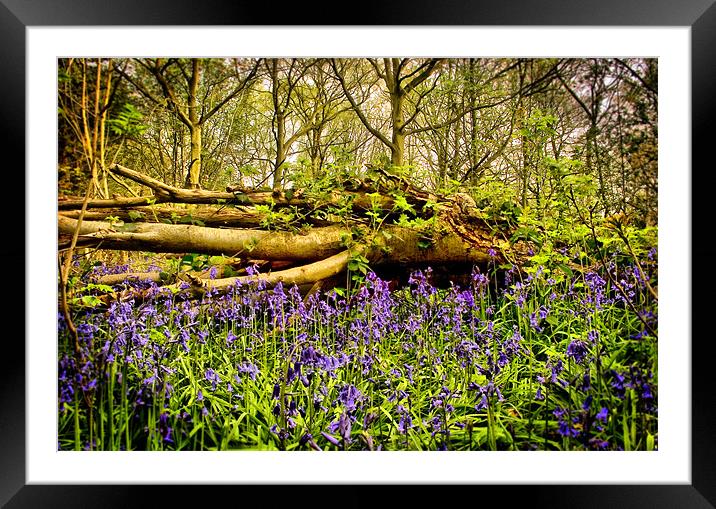 In The Depths of Bluebell Wood, Jubilee woods Framed Mounted Print by Simon Gladwin