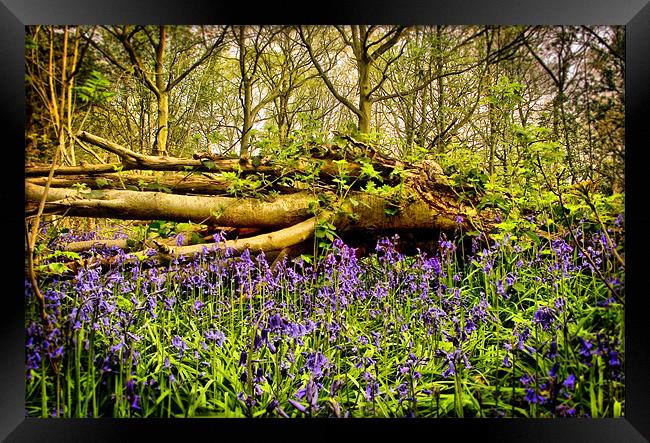 In The Depths of Bluebell Wood, Jubilee woods Framed Print by Simon Gladwin