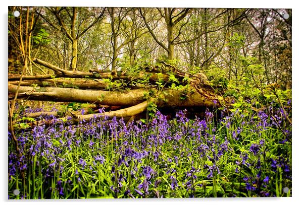 In The Depths of Bluebell Wood, Jubilee woods Acrylic by Simon Gladwin