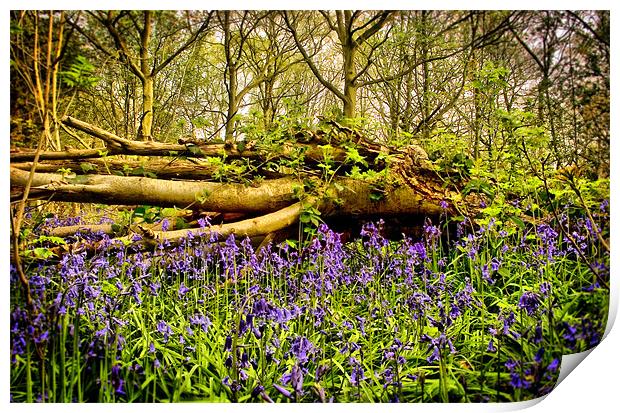 In The Depths of Bluebell Wood, Jubilee woods Print by Simon Gladwin