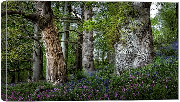  Gnarled old trees Canvas Print by Leighton Collins