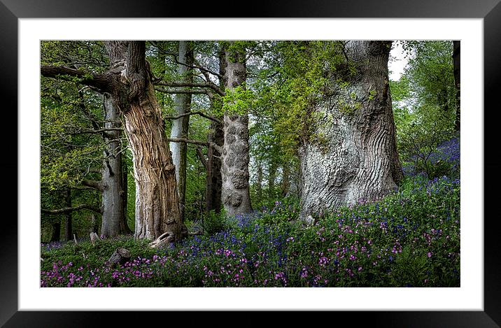  Gnarled old trees Framed Mounted Print by Leighton Collins