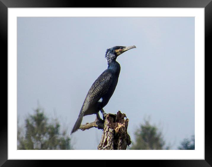  Cormorant Framed Mounted Print by paul lewis