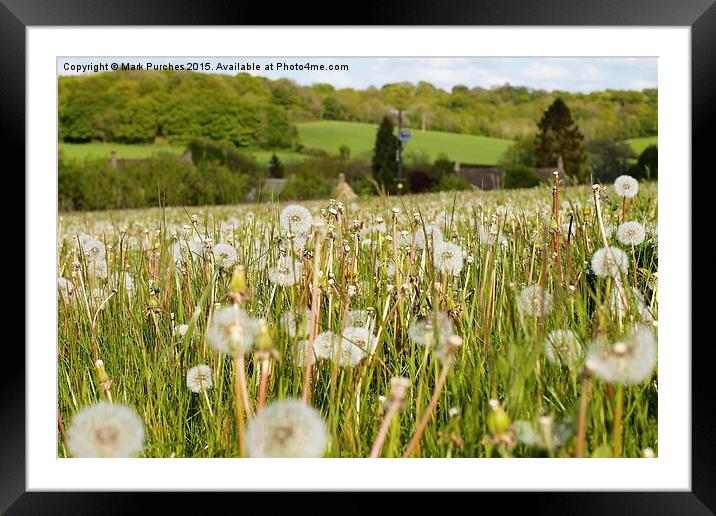 Dandelions in Spring Summer Meadow Framed Mounted Print by Mark Purches