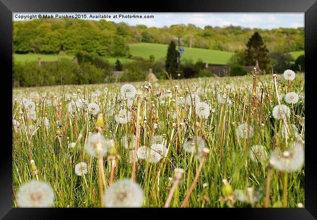 Dandelions in Spring Summer Meadow Framed Print by Mark Purches