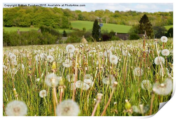 Dandelions in Spring Summer Meadow Print by Mark Purches