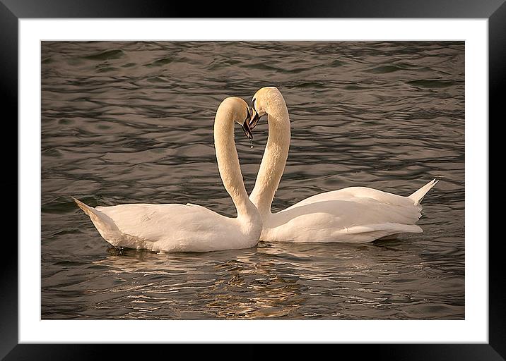  Loving Swans Framed Mounted Print by paul lewis