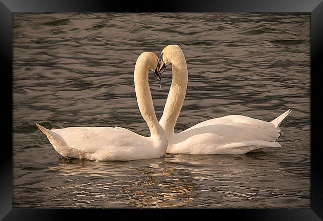  Loving Swans Framed Print by paul lewis