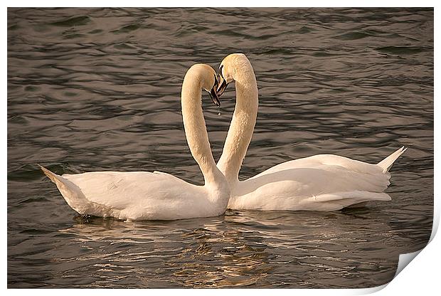  Loving Swans Print by paul lewis
