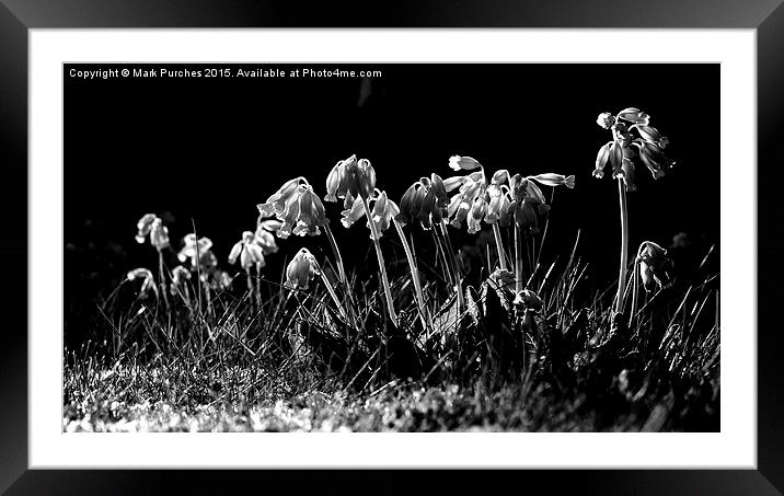 Black White Cowslip Flowers in Spring Framed Mounted Print by Mark Purches