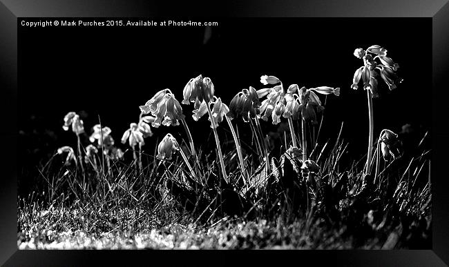 Black White Cowslip Flowers in Spring Framed Print by Mark Purches