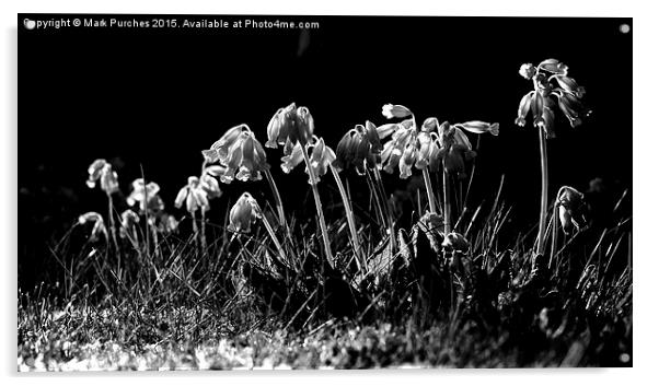 Black White Cowslip Flowers in Spring Acrylic by Mark Purches