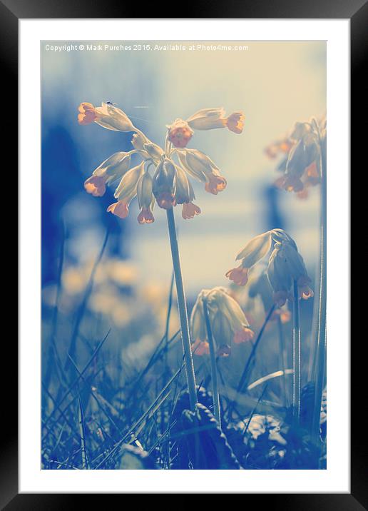 Cowslip Flowers and Spider in Spring Framed Mounted Print by Mark Purches