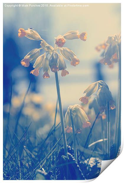 Cowslip Flowers and Spider in Spring Print by Mark Purches
